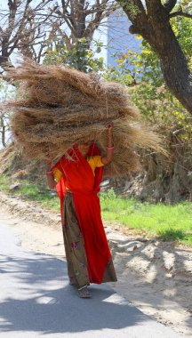 RURAL RAJASTHAN Hindistan - 02: 15 2023 Sığırları için yiyecek taşıyan çiftçi