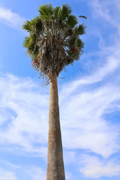 Palmboom Blauwe Hemel Udaipur Rajasthan India — Stockfoto