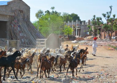 RURAL RAJASTHAN INDIA - 02: 15 2023: geleneksel renkli türban giyen bir Rajasthani kabilesi adamı ve keçi sürüsünü getiriyor