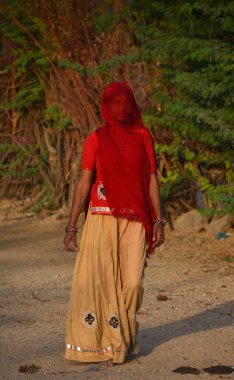 RURAL RAJASTHAN Hindistanı - 02: 15 2023: renkli Hint sarileri giyen Rajasthani kadını