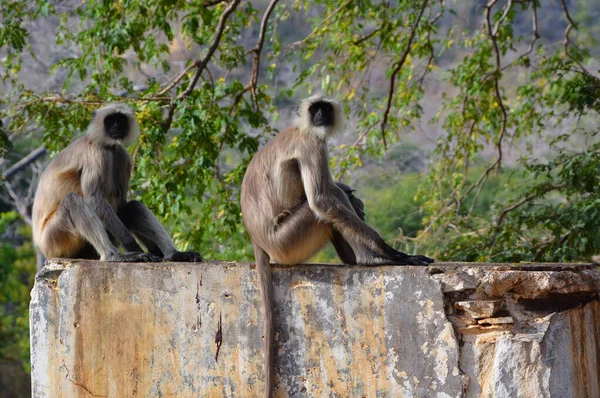 灰斑猴 Gray Langurs 也被称为 Hanuman Langurs Hanuman Monkeys 是原产于印度次大陆的东半球猴 属于半兽类 — 图库照片