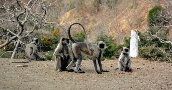 Langurus Cinzentos Também Chamados Langurus Hanuman Macacos Hanuman São Macacos — Fotografia de Stock