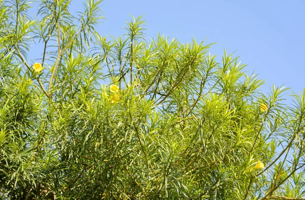 Cascabela Thevetia Giftig Växt Infödd Hela Mexiko Och Centralamerika Och — Stockfoto