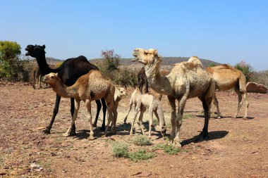 RURAL RAJASTHAN INDIA - 02 16 2023: Hintli adam bebeklerine ve annelerine iyi bak.