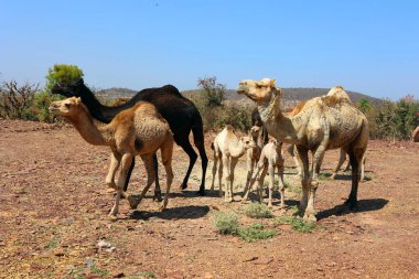 RURAL RAJASTHAN INDIA - 02 16 2023: Hintli adam bebeklerine ve annelerine iyi bak.