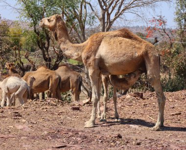 RURAL RAJASTHAN INDIA - 02 16 2023: Hintli adam bebeklerine ve annelerine iyi bak.