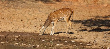 Benekli geyik, Hint ormanlarındaki en yaygın geyik türüdür. Ranthambore Ulusal Parkı Rajasthan Hindistan