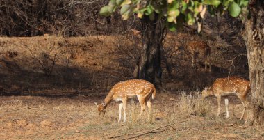 Benekli geyikler, Hint ormanlarındaki en yaygın geyik türüdür. Ranthambore Ulusal Parkı Rajasthan Hindistan