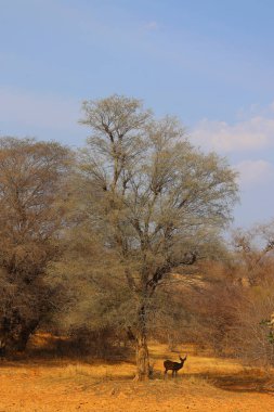 Benekli geyik, Hint ormanlarındaki en yaygın geyik türüdür. Ranthambore Ulusal Parkı Rajasthan Hindistan