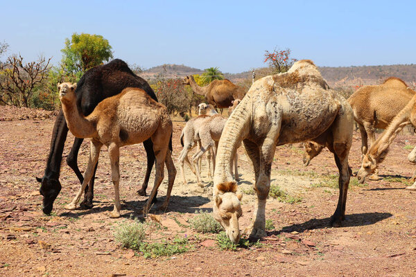 ДЖАСТАН-ИНДИЯ - 02 16 2023: Индийский мужчина заботится о своих младенцах и матерях-верблюдах.