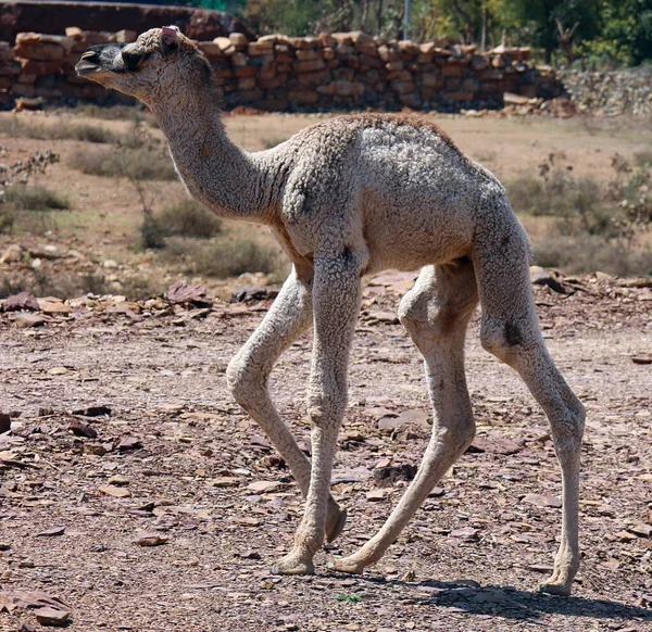 카멜은 라자스탄의 사막에 있습니다 Camelus Dromedarius 관광객 을등에 다니는 커다란 — 스톡 사진