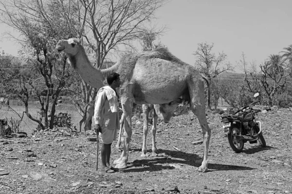 インド農村部のラジャスタン州 2023年 インド人男性が赤ちゃんと母親のラクダの世話をする — ストック写真
