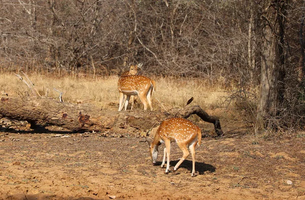 Fläckiga Rådjuren Eller Chital Vanligaste Rådjursarterna Indiska Skogar Ranthambore National — Stockfoto