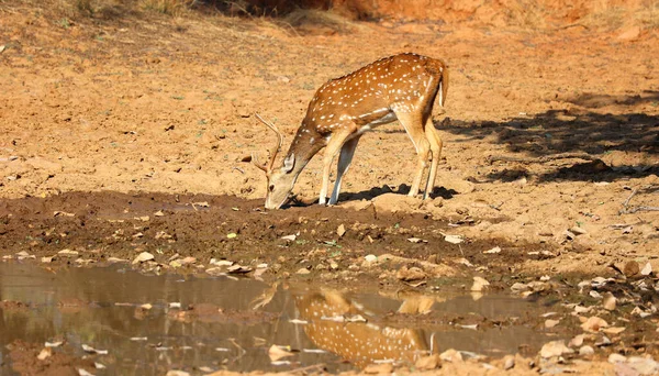 発見された鹿は インドの森林で最も一般的な鹿種です ランタンボア国立公園 ラジャスタン インディア — ストック写真