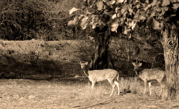 斑点鹿是印度森林中最常见的鹿种 Ranthambore国家公园拉贾斯坦邦 — 图库照片