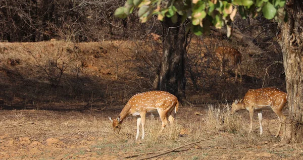 Fläckiga Rådjuren Eller Chital Vanligaste Rådjursarterna Indiska Skogar Ranthambore National — Stockfoto