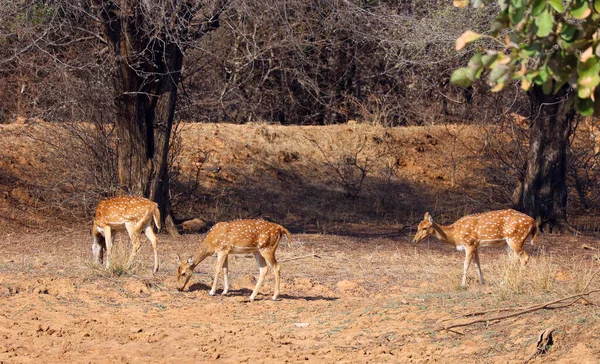 점박이 사슴은 인도의 숲에서 사냥꾼 라자스탄 — 스톡 사진