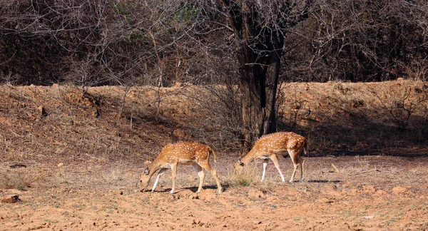 Spotted Deers Chital Most Common Deers Species Indian Forests Ranthambore — Stock Photo, Image
