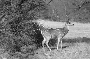 Benekli geyik, Hint ormanlarındaki en yaygın geyik türüdür. Ranthambore Ulusal Parkı Rajasthan Hindistan
