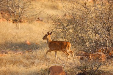 Benekli geyik, Hint ormanlarındaki en yaygın geyik türüdür. Ranthambore Ulusal Parkı Rajasthan Hindistan