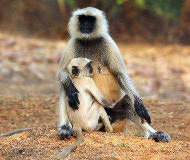 Hanuman langurları ve Hanuman maymunları olarak da bilinen gri langurlar, Semnopithecus cinsini oluşturan Hint alt kıtasına özgü Eski Dünya maymunlarıdır..