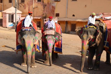 AMBER RAJASTHAN INDIA - 02 27 2023: Amer Fort veya Amber Fort. Madalyalı filler ve turist bekleyen fil binicileri.