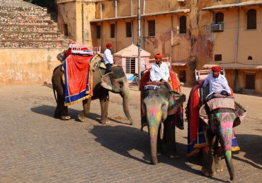 AMBER RAJASTHAN INDIA - 02 27 2023: Amer Fort veya Amber Fort. Madalyalı filler ve turist bekleyen fil binicileri.