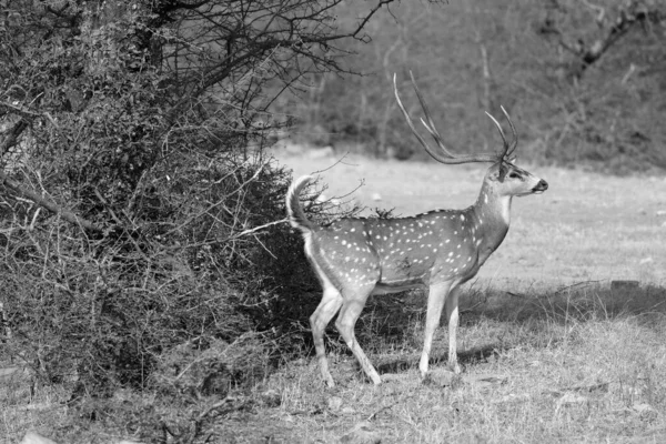 斑点鹿是印度森林中最常见的鹿种 Ranthambore国家公园拉贾斯坦邦 — 图库照片