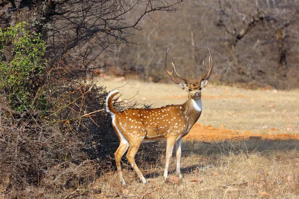 発見された鹿は インドの森林で最も一般的な鹿種です ランタンボア国立公園 ラジャスタン インディア — ストック写真