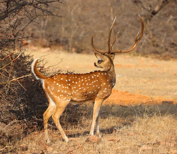 Den Fläckiga Rådjur Eller Chital Den Vanligaste Rådjur Arten Indiska — Stockfoto