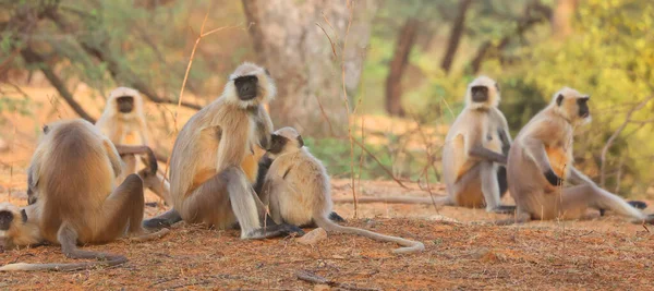 Gray Langurs Που Ονομάζεται Επίσης Hanuman Langurs Και Hanuman Πιθήκους — Φωτογραφία Αρχείου