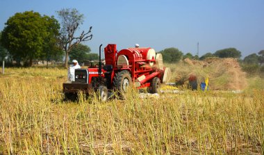 RURAL RAJASTHAN INDIA - 02 15 2023: Hintli çiftçiler hardal hasadı için tarlada çalışıyorlar. Hindistan 'da hardal yetiştiriciliği dünyanın en büyük dördüncü hardal yağ ekimi üreticisidir.