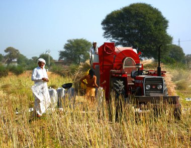 RURAL RAJASTHAN INDIA - 02 15 2023: Hintli çiftçiler hardal hasadı için tarlada çalışıyorlar. Hindistan 'da hardal yetiştiriciliği dünyanın en büyük dördüncü hardal yağ ekimi üreticisidir.