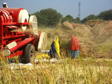 RURAL RAJASTHAN INDIA - 02 15 2023: Hintli çiftçiler hardal hasadı için tarlada çalışıyorlar. Hindistan 'da hardal yetiştiriciliği dünyanın en büyük dördüncü hardal yağ ekimi üreticisidir.