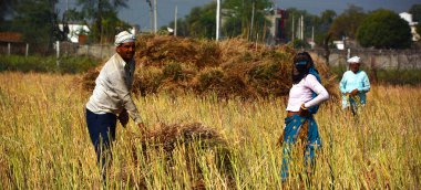 RURAL RAJASTHAN INDIA - 02 15 2023: Hintli çiftçiler hardal hasadı için tarlada çalışıyorlar. Hindistan 'da hardal yetiştiriciliği dünyanın en büyük dördüncü hardal yağ ekimi üreticisidir.