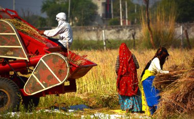 RURAL RAJASTHAN INDIA - 02 15 2023: Hintli çiftçiler hardal hasadı için tarlada çalışıyorlar. Hindistan 'da hardal yetiştiriciliği dünyanın en büyük dördüncü hardal yağ ekimi üreticisidir.
