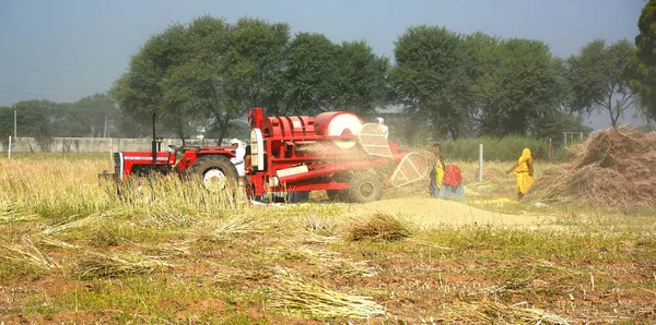 Rural Rajasthan India 2023 Indian Farmers Working Field Harvesting Mustard — Stock Photo, Image