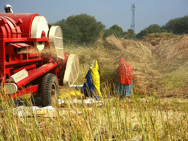 Rural Rajasthan India 2023 Індійські Фермери Які Працюють Полі Збору — стокове фото
