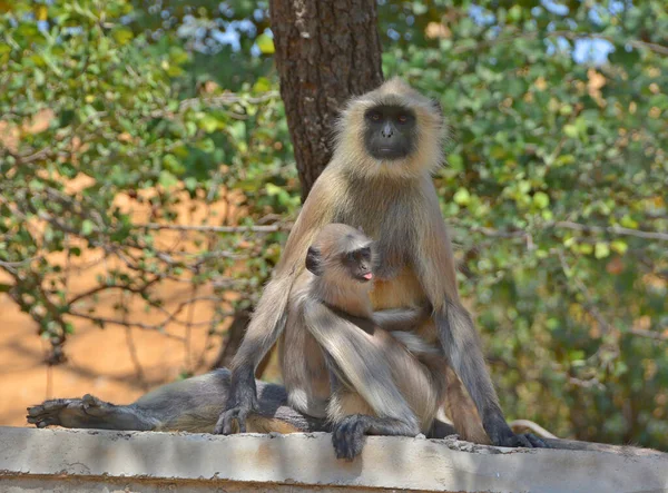 Šedí Languři Také Nazývaní Hanumanští Languři Hanumanští Opičáci Jsou Opice — Stock fotografie