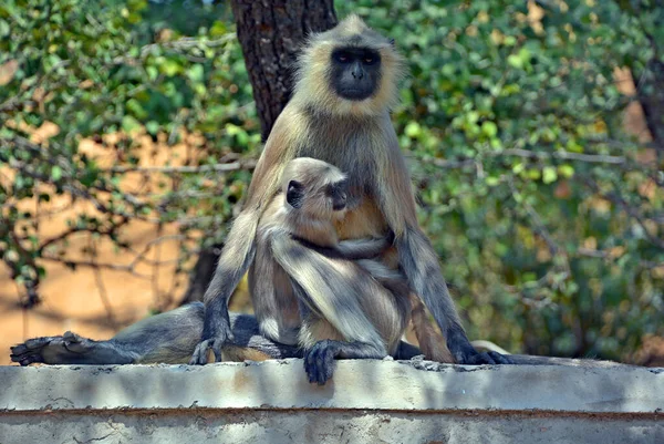 Langurile Gri Denumite Languri Hanuman Maimuțe Hanuman Sunt Maimuțe Din — Fotografie, imagine de stoc