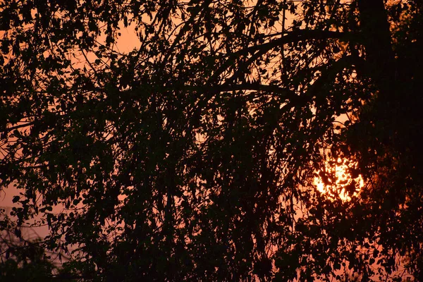 Puesta Sol Sobre Bosque Agra Uttar Pradesh India — Foto de Stock