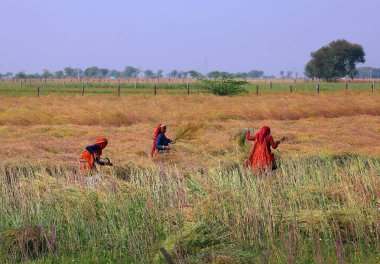 RURAL RAJASTHAN INDIA - 02 15 2023: Hintli çiftçiler hardal hasadı için tarlada çalışıyorlar. Hindistan 'da hardal yetiştiriciliği dünyanın en büyük dördüncü hardal yağ ekimi üreticisidir.