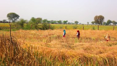 RURAL RAJASTHAN INDIA - 02 15 2023: Hintli çiftçiler hardal hasadı için tarlada çalışıyorlar. Hindistan 'da hardal yetiştiriciliği dünyanın en büyük dördüncü hardal yağ ekimi üreticisidir.