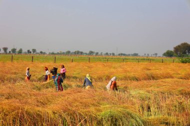 RURAL RAJASTHAN INDIA - 02 15 2023: Hintli çiftçiler hardal hasadı için tarlada çalışıyorlar. Hindistan 'da hardal yetiştiriciliği dünyanın en büyük dördüncü hardal yağ ekimi üreticisidir.