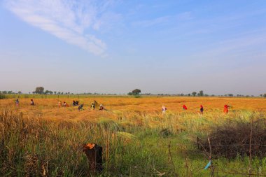 RURAL RAJASTHAN INDIA - 02 15 2023: Hintli çiftçiler hardal hasadı için tarlada çalışıyorlar. Hindistan 'da hardal yetiştiriciliği dünyanın en büyük dördüncü hardal yağ ekimi üreticisidir.