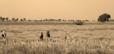 RURAL RAJASTHAN INDIA - 02 15 2023: Hintli çiftçiler hardal hasadı için tarlada çalışıyorlar. Hindistan 'da hardal yetiştiriciliği dünyanın en büyük dördüncü hardal yağ ekimi üreticisidir.