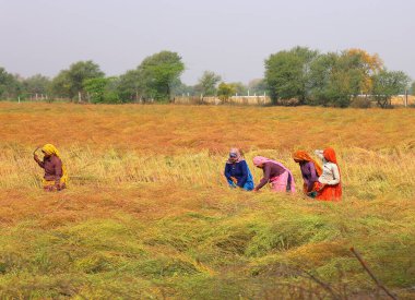 RURAL RAJASTHAN INDIA - 02 15 2023: Hintli çiftçiler hardal hasadı için tarlada çalışıyorlar. Hindistan 'da hardal yetiştiriciliği dünyanın en büyük dördüncü hardal yağ ekimi üreticisidir.