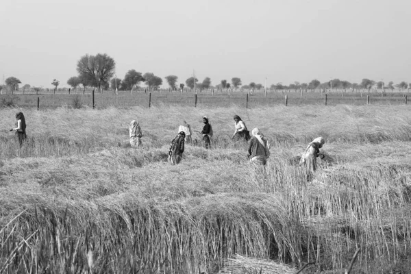 インド農村部のラジャスタン州 2023年 インドの農家は マスタードを収穫するために畑で働いています インドのマスタード栽培は 世界で4番目に大きなマスタードオイル栽培生産国である — ストック写真