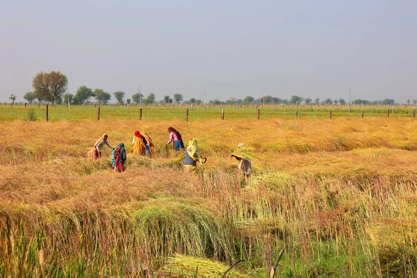 Rural Rajasthan India 2023 Agriculteurs Indiens Travaillant Dans Les Champs — Photo