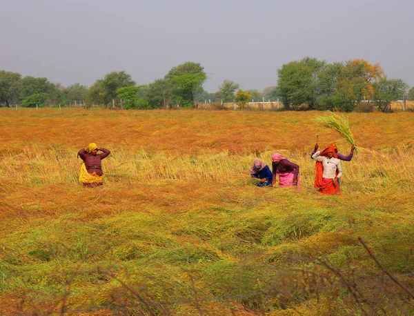 Rural Rajasthan India 2023 Indiska Bönder Som Arbetar Fältet För — Stockfoto